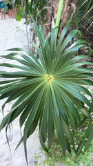 Thrinax radiata