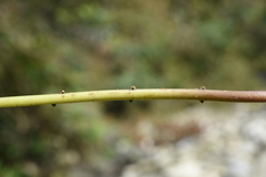 Pseudocyclosorus tylodes