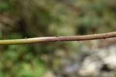 Pseudocyclosorus tylodes