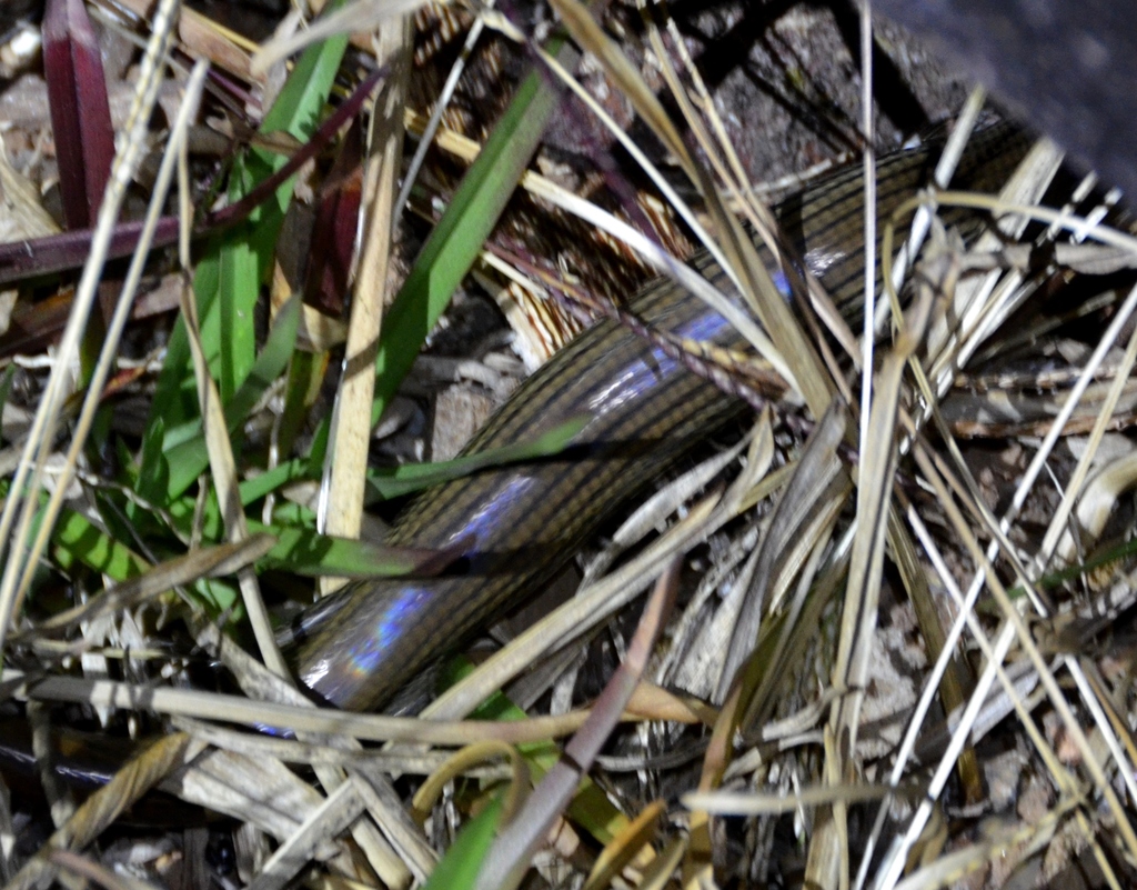 Proscelotes