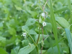 Stellaria media