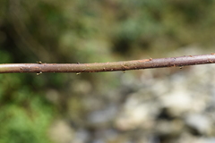 Pseudocyclosorus tylodes