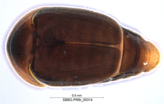 Sericoderus