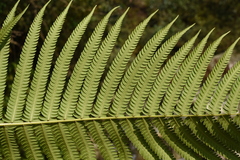 Pseudocyclosorus tylodes