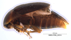 Sericoderus