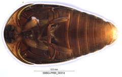 Sericoderus