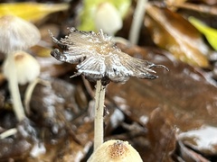 Coprinellus radians