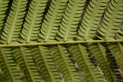 Pseudocyclosorus tylodes