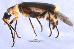 Malachius thevenetii