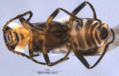 Malachius thevenetii