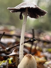 Coprinellus radians