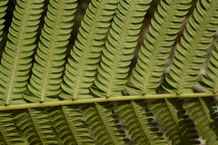 Pseudocyclosorus tylodes