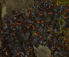 Peltigera horizontalis
