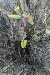 Helianthus annuus