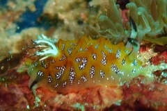 Halgerda indotessellata