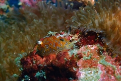 Halgerda indotessellata
