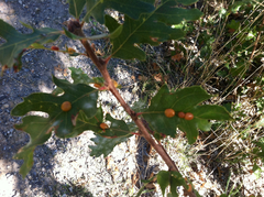 Xanthoteras eburneum