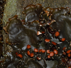 Peltigera horizontalis