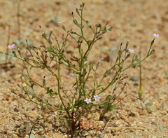 Gilia sinuata