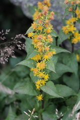 Solidago macrophylla