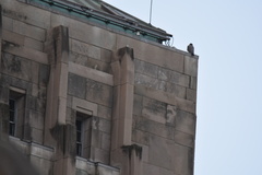 Falco peregrinus