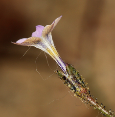 Gilia sinuata