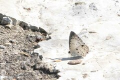 Megisba malaya sikkima