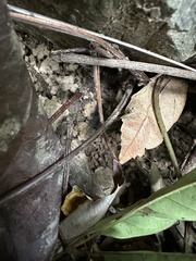 Tectaria subtriphylla