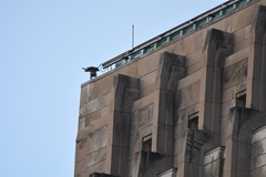 Falco peregrinus