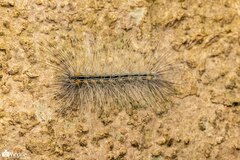 Chrysaeglia magnifica