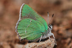 Callophrys dumetorum