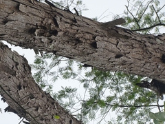 Pseudosamanea carbonaria