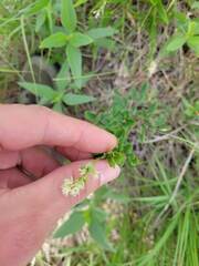 Thalictrum dasycarpum