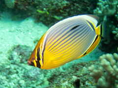 Chaetodon trifasciatus