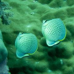 Chaetodon guttatissimus