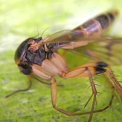 Mycetophilidae