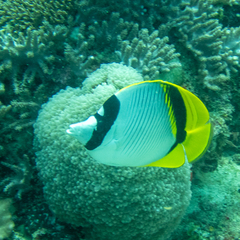 Chaetodon lineolatus