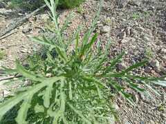 Volutaria canariensis