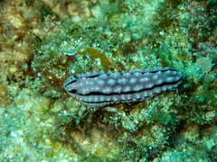 Phyllidiella