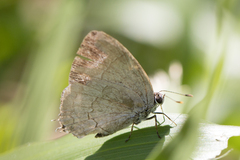 Symbiopsis lenitas