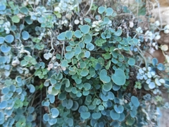 Sarcocapnos enneaphylla