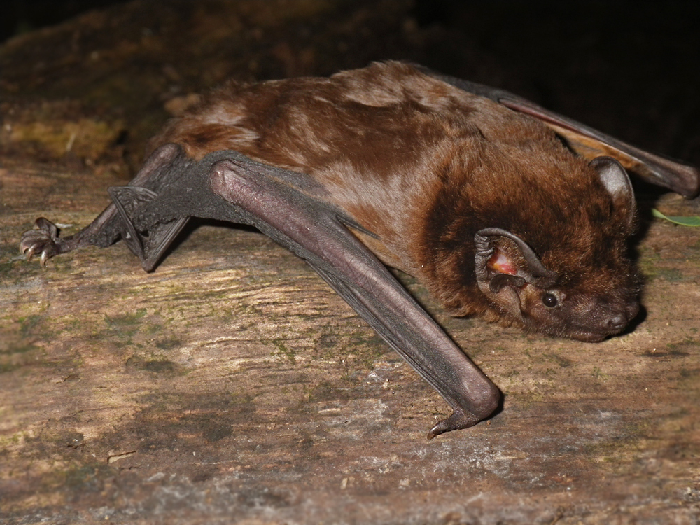 Chinese Noctule