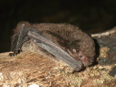 Myotis muricola