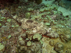 Papilloculiceps longiceps