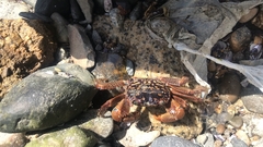 Geograpsus lividus