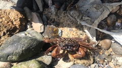 Geograpsus lividus
