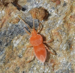 Eutrombidiidae