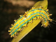 Saturnia pyretorum