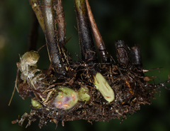 Pseudophegopteris hirtirachis