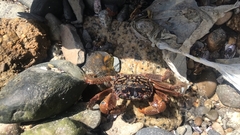Geograpsus lividus